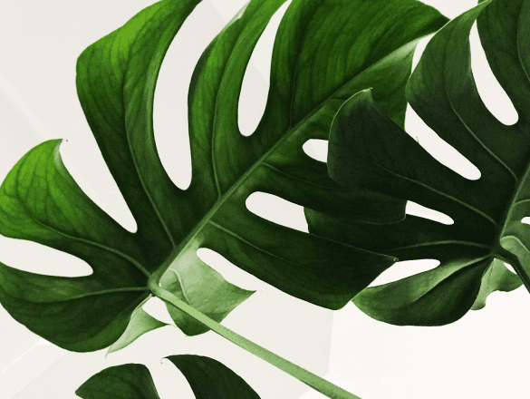 Planta verde com folhas maiores