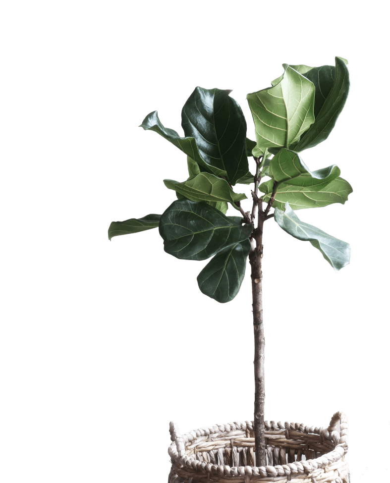 Planta com folhas largas