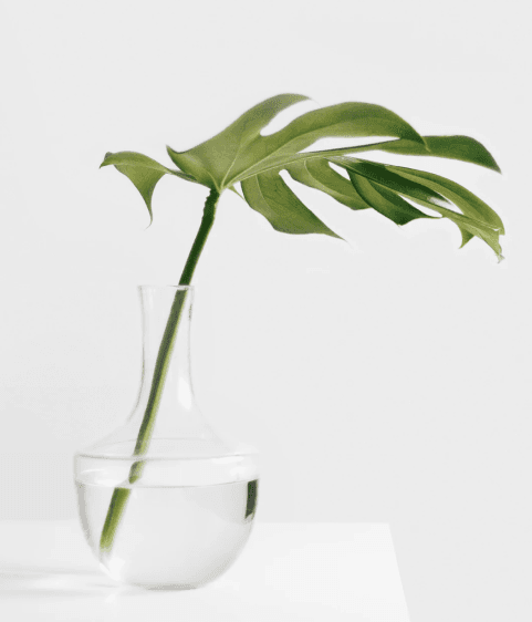Planta em vaso de vidro com água